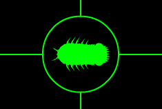 Giant Isopod Image