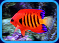 Aquarium Clubs & Organizations