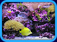 Aquarium Photo Gallery
