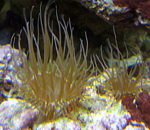 Image of aptasia anemones in an aquarium