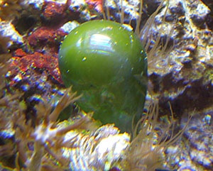 Image of bubble algae in an aquarium