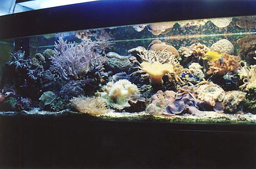 Image of reef aquarium belonging to Sean Harrison of Durban, South Africa