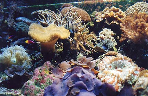 Closeup of Sean Harrison's reef aquarium showing corals