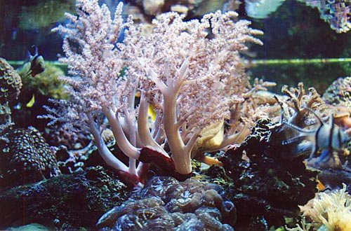 Closeup of Sean Harrison's reef aquarium showing a leather coral