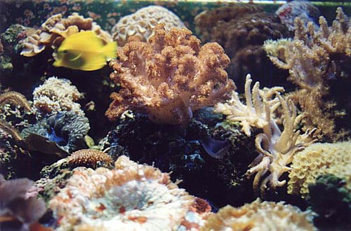 Closeup of Sean Harrison's reef aquarium showing corals and fish