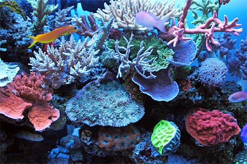 Closeup image of a reef aquarium from a local aquarium store