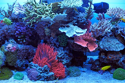 Image of a coral reef tank at a local aquarium store