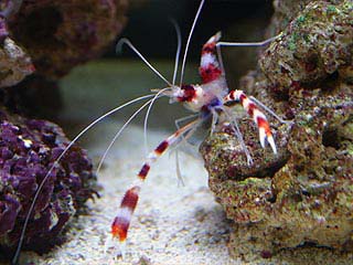 Photo of a banded coral shrimp scavenging for food