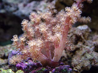 Photo of a cauliflower coral with polyps fully extended
