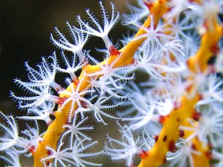 Closeup photo of yellow gorgonian coral polyps