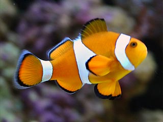 Photo of a clownfish swimming among the coral