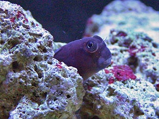 Closeup photo of a blenny hiding in a rock