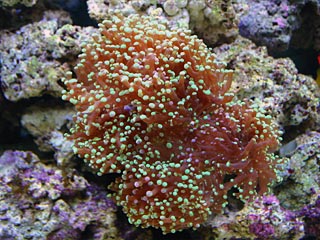 Photo of a torch coral with polyps fully extended