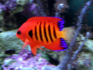 Photo of a flame angelfish swimming among the rocks