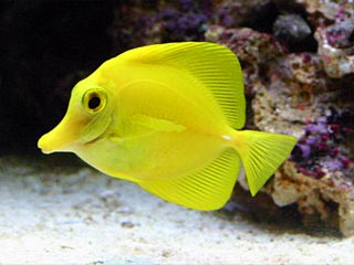 Photo of a yellow tang swimming among the rocks