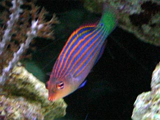 Photo of a six-line wrasse swimming among the rocks