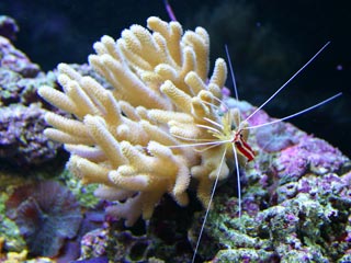 Cleaner shrimp on a pice of leather finger coral