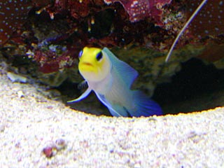 Closeup photo of a jawfish in his borrow