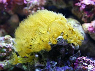 Photo of a colony of yellow coral polyps