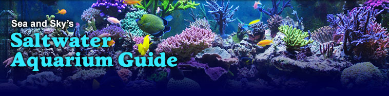 saltwater fish tank equipment