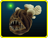 Discover the Creatures of the Deep Sea