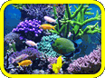 Resources for the Saltwater Aquarium Hobby