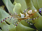 Anemone Shrimp (Periclimenes brevicarpalis)