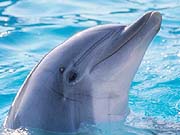 Atlantic Bottlenose Dolphin (Tursiops melaena)