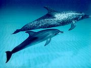 Atlantic Spotted Dolphin (Stenella frontalis)