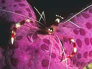 Banded Coral Shrimp (Stenopus hispidus)