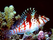 Falco Hawkfish (Cirrhitichtys falco)