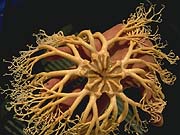 Basket Star (Astrophyton muricatum)