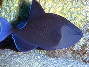 Black Triggerfish (Odonus niger)