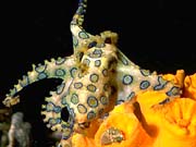 Blue Ring Octopus (Hapalochlaena maculosa)