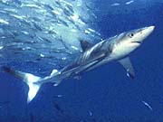 Blue Shark (Prionace glauca)