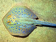 Blue Spotted Stingray (Taeniura lymma)