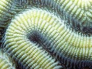 Brain Coral (Diploria strigosa)