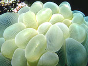 Bubble Coral (Plerogyra sinuosa)