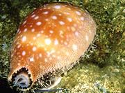 Calf Cowrie (Cypraea vitellus)