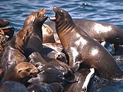 California Sea Lion (Zalophus californianus)