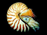 Chambered Nautilus (Nautilus macromphalus)