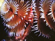 Christmas Tree Worm (Spirobranchus giganteus)