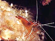 Cleaner Shrimp (Lysmata amboinensis)