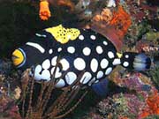 Clown Triggerfish (Balistoides conspicillum)