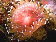 Club-tipped Anemone (Corynactis californica)