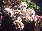 Clubbed Finger Coral (Porites porites)