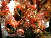 Common Barnacle (Lepas anserifera)