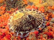 Common Limpet (Scutus unguis)