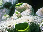 Common Sea Squirt (Didemnum molle)