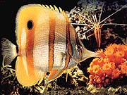 Copper-band Butterflyfish (Chelmon rostratus)